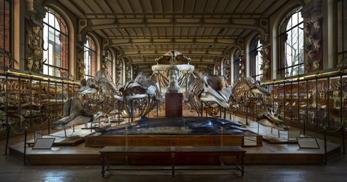 Galerie d'Anatomie Comparée