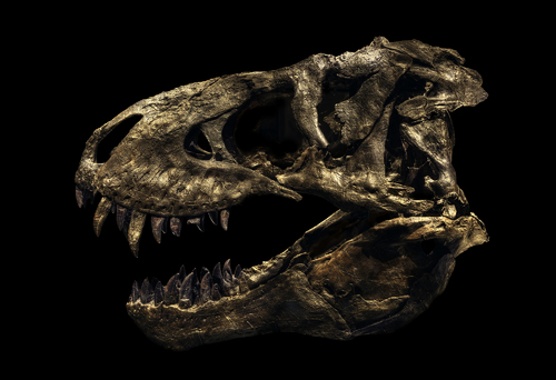 Tyrannosaurus Rex Tristan