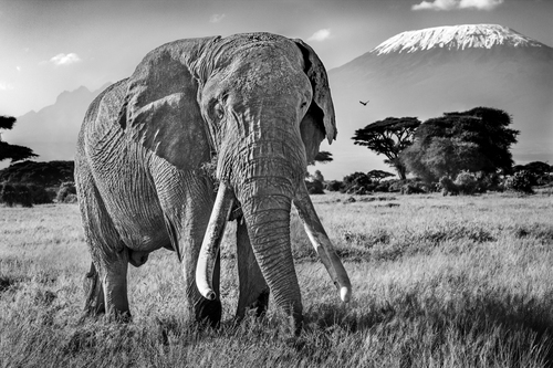 Ulysses (African Elephant, Amboseli, Kenya), 2020 (M)