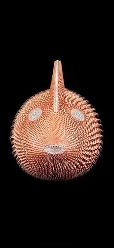 Poisson Lune Cuivre, 2021 (50 cm)