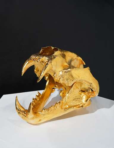 Female Bengal Tiger Skull - gold