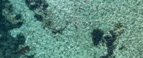 View from the sky : Fins & Whale Shark