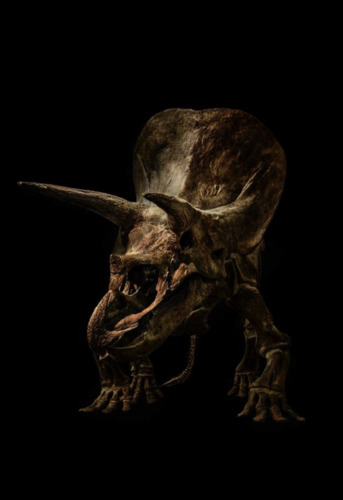 Triceratops Unio