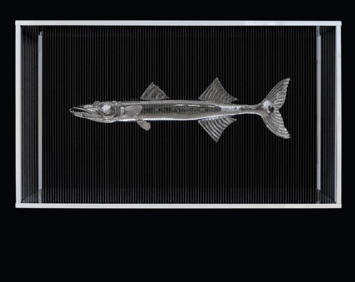 Barracuda