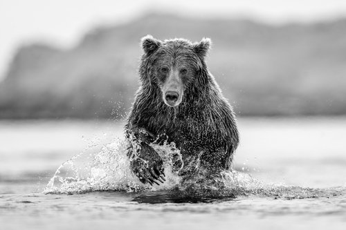 Ahab (Brown Bear, Hallo Bay, Alaska), 2022 (L)